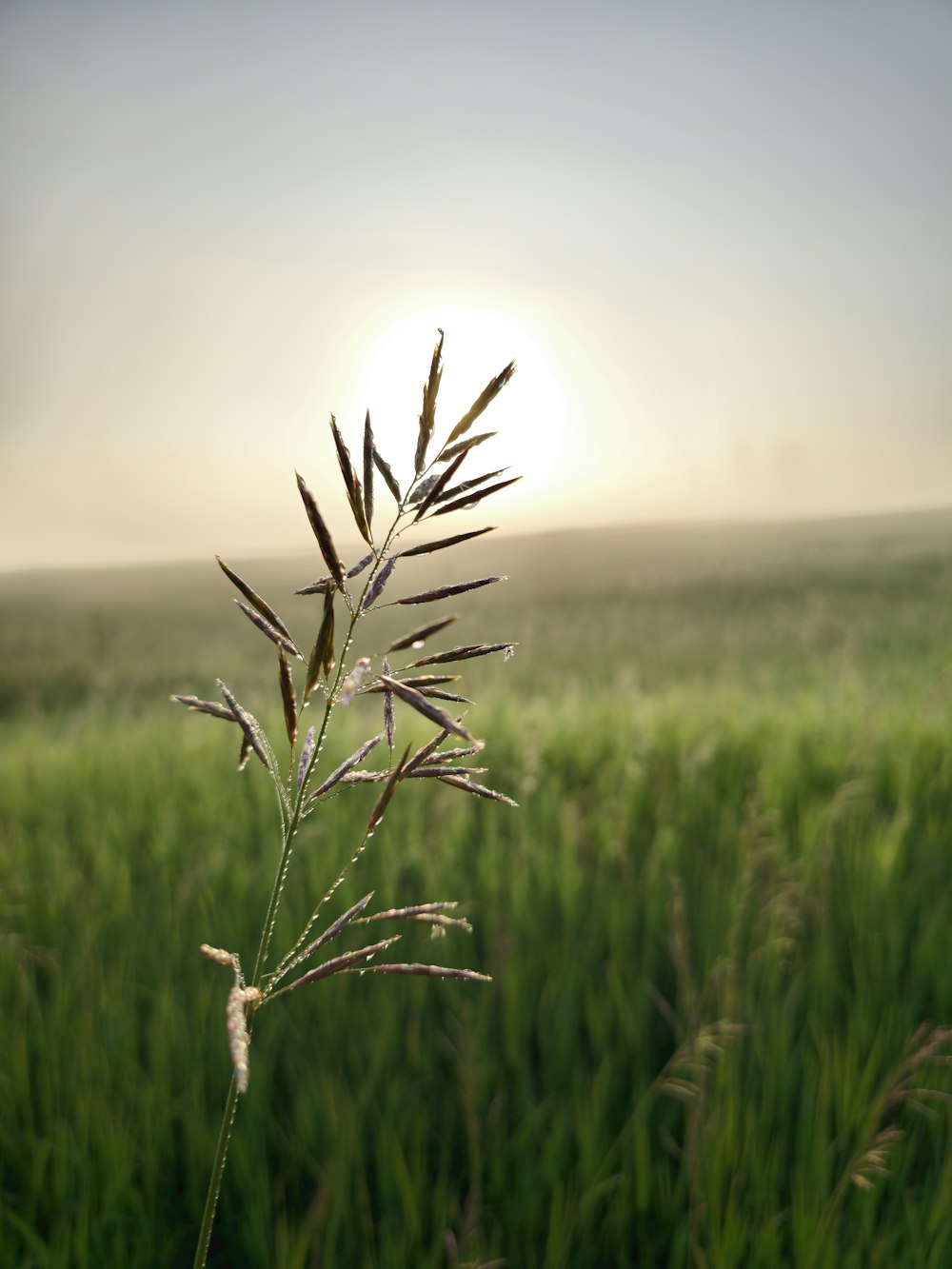 the sun is setting over a field of tall grass