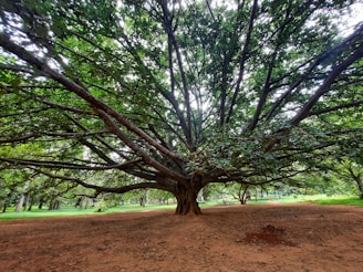 a large tree in the middle of a dirt field