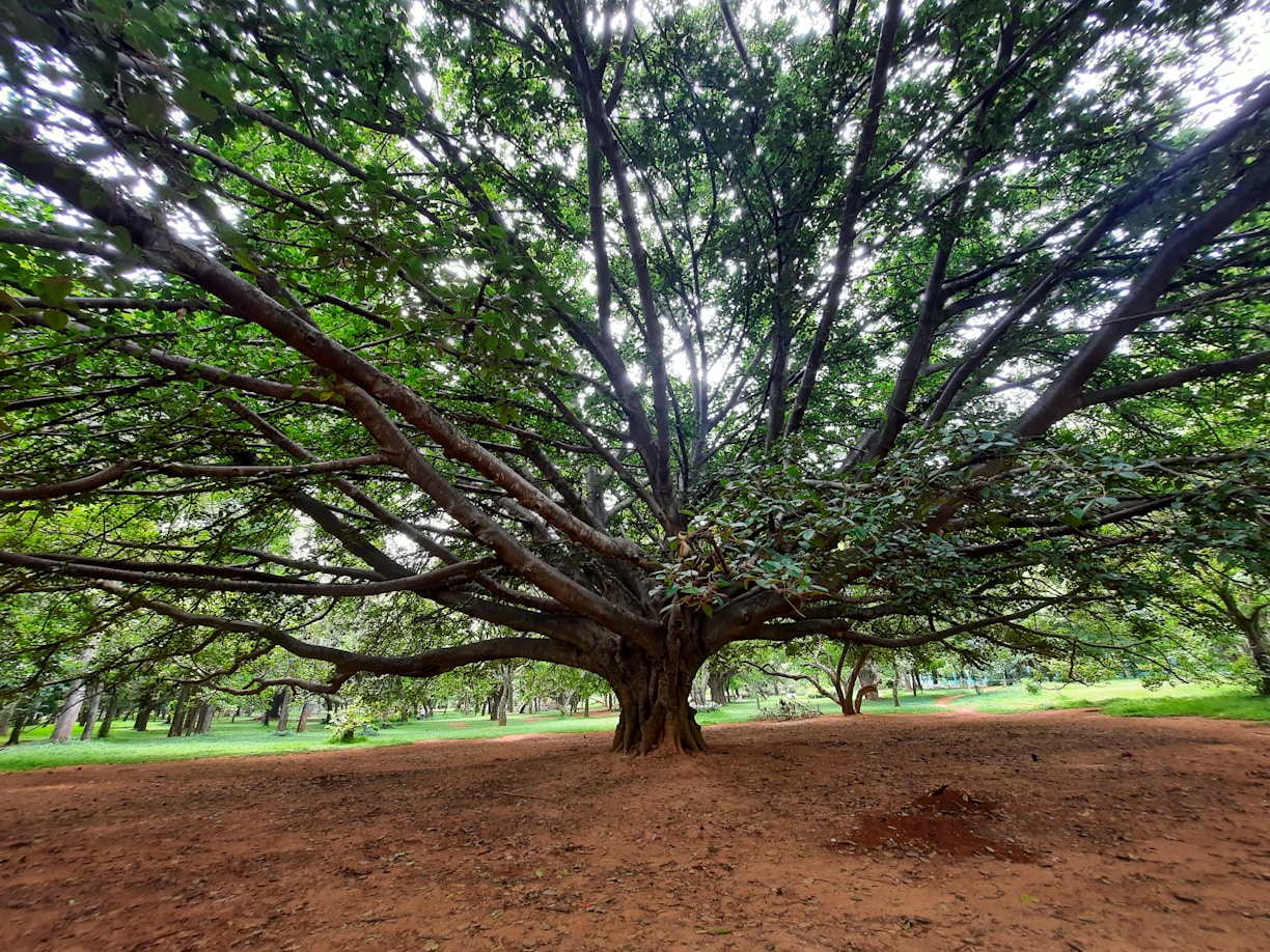 a large tree in the middle of a dirt field