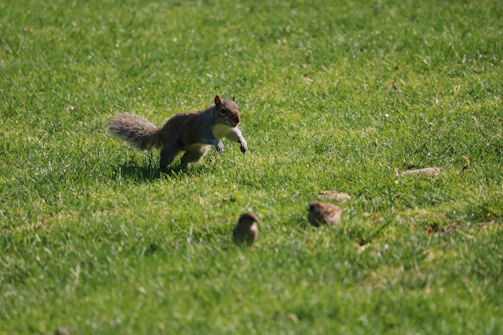 A playful squirrel mid-jump over a twisting branch in a colorful forest.