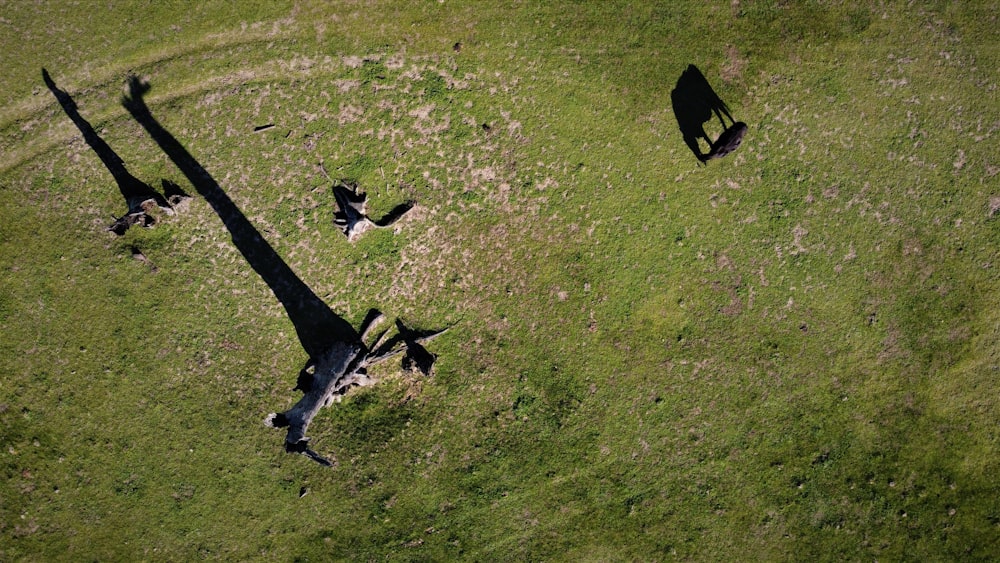 a group of giraffe standing on top of a lush green field