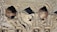 Aerial view of construction site soil with distinct tire tread patterns and uneven terrain. The surface shows a variety of textures and shades, primarily composed of light earth tones.