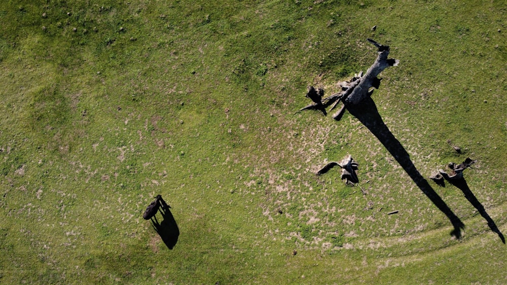 an aerial view of a plane flying over a grassy field