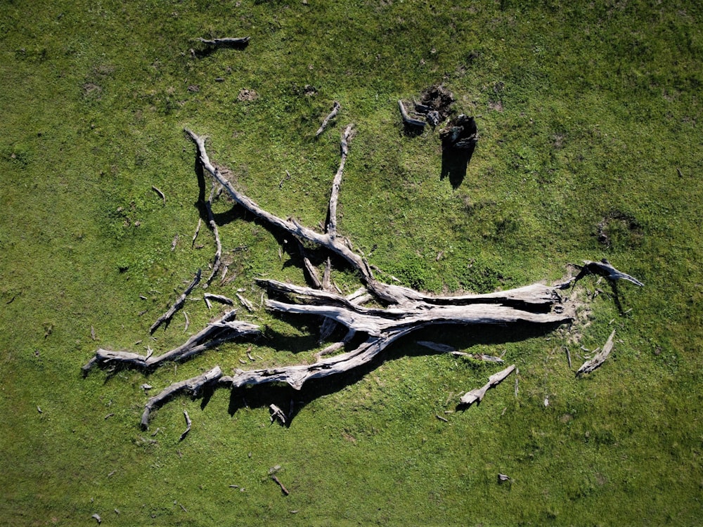 a tree that is laying in the grass