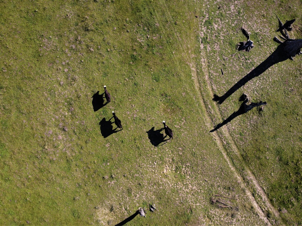 a group of people standing on top of a lush green field