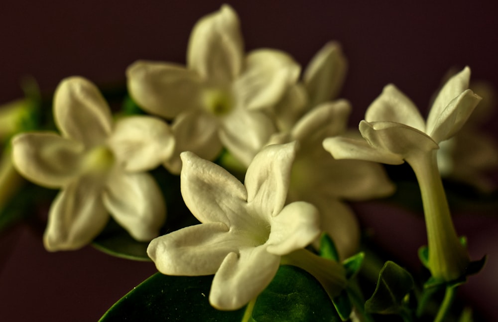 a bunch of white flowers sitting on top of a green leaf