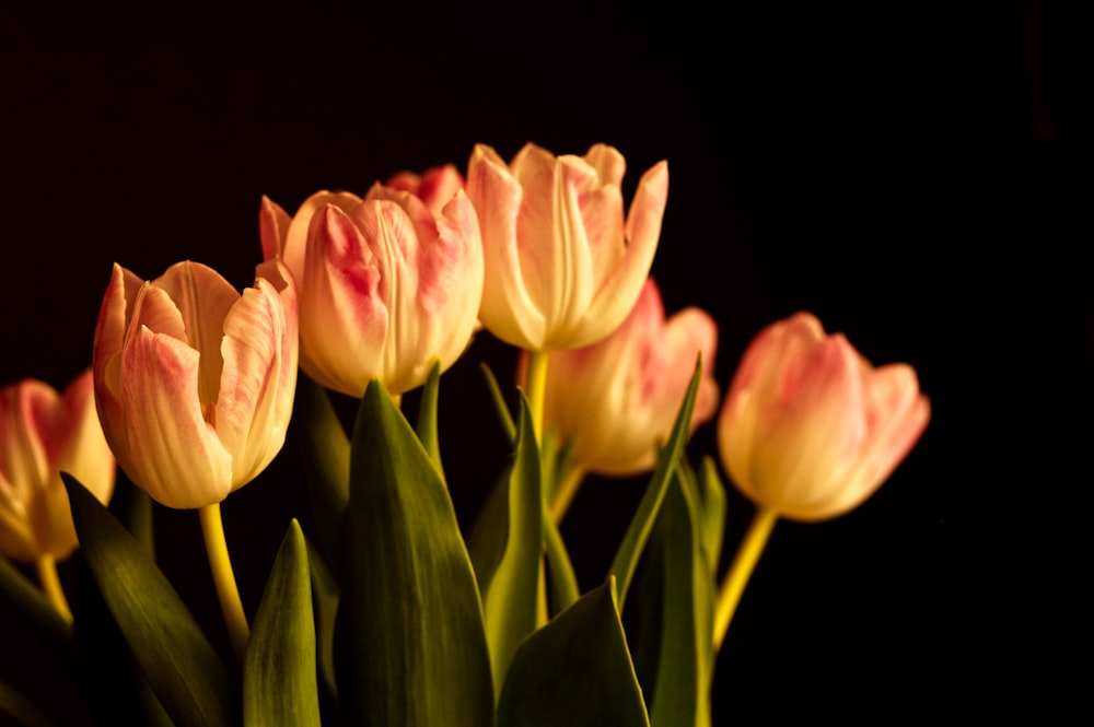 a bunch of pink tulips are in a vase