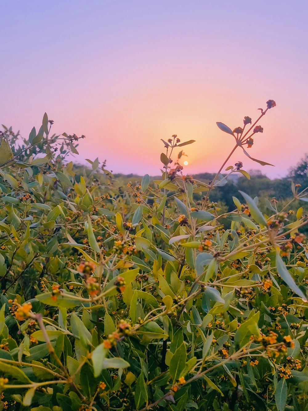 the sun is setting over a field of flowers