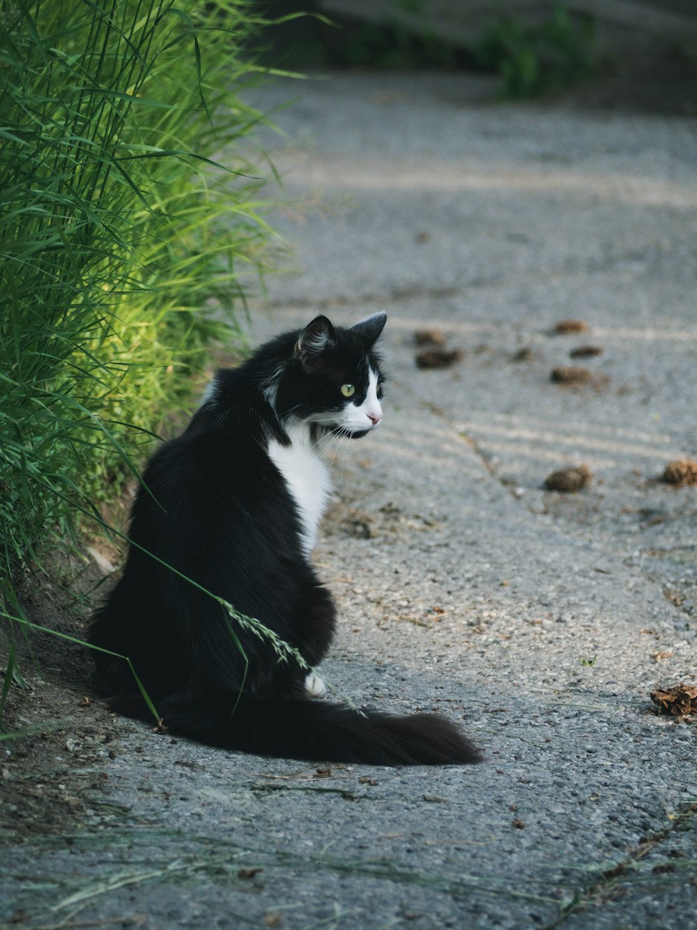 a black and white cat sitting on a gravel road