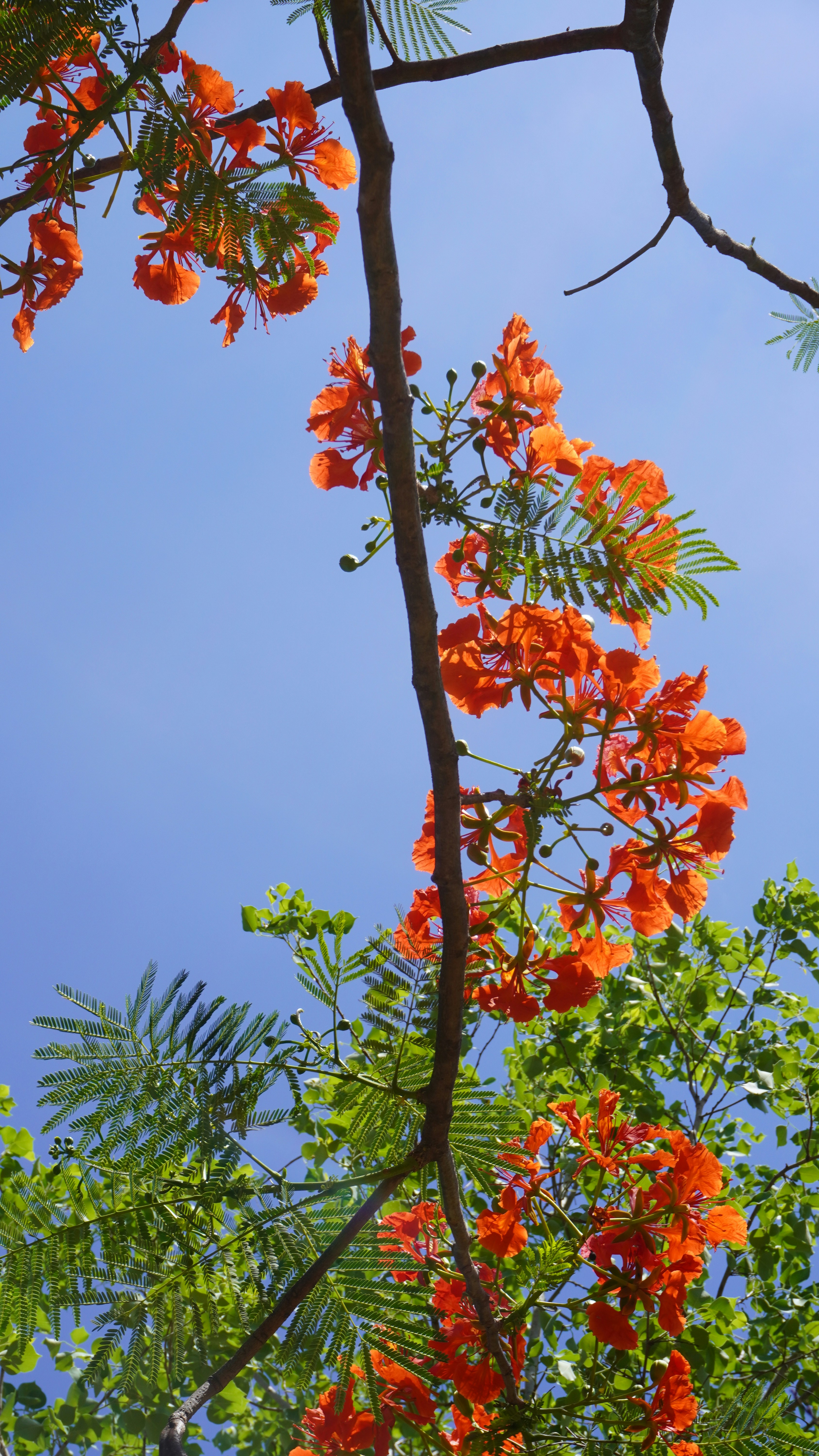 Un árbol con flores naranjas y hojas verdes foto – Imagen de Flores  gratuita en Unsplash, image size:3000x5332
