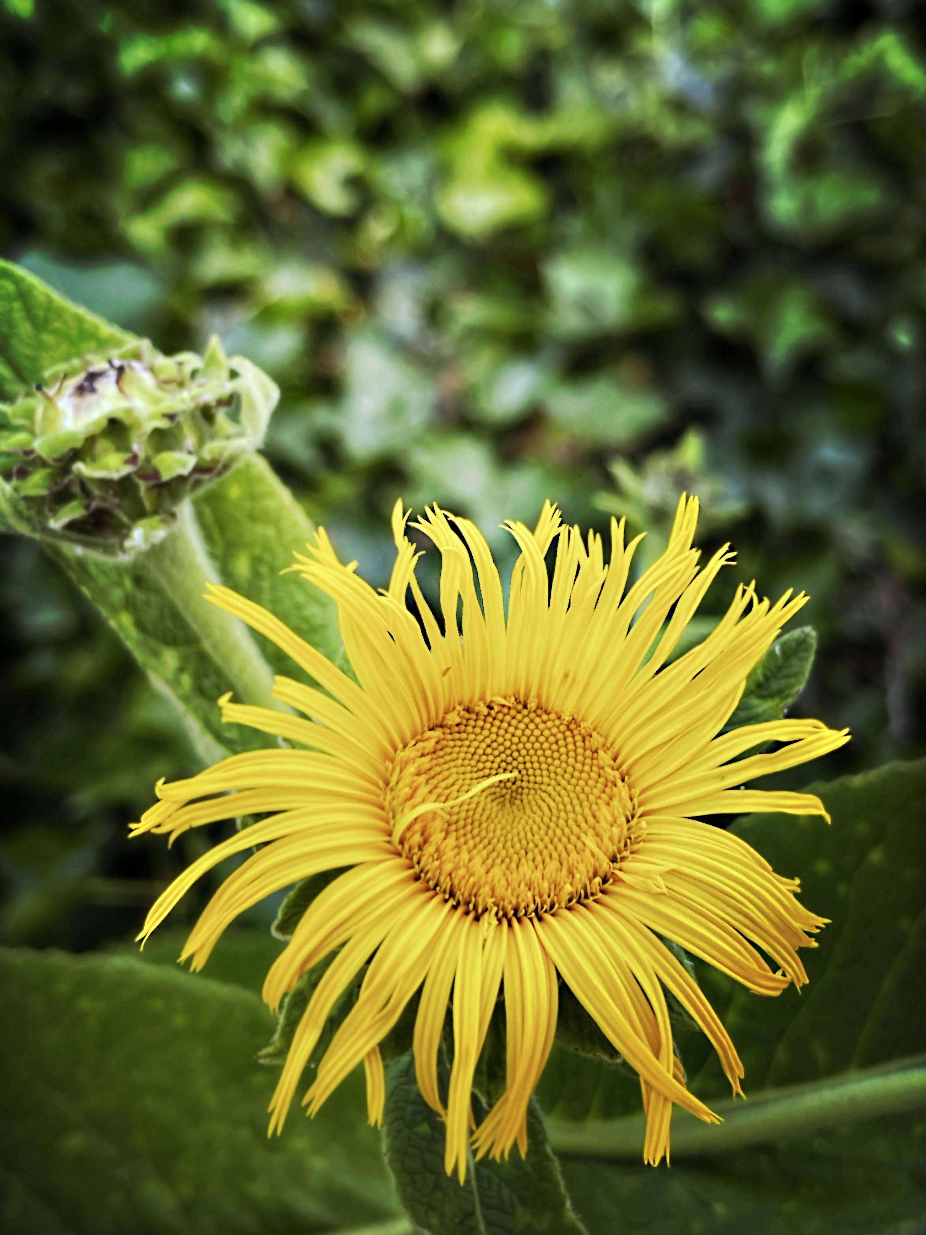 A yellow flower with a green background photo – Free Wallpaper Image on  Unsplash, image size:3000x4000