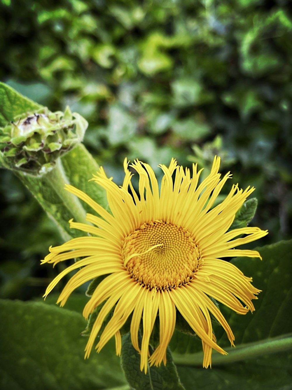 a yellow flower with a green background