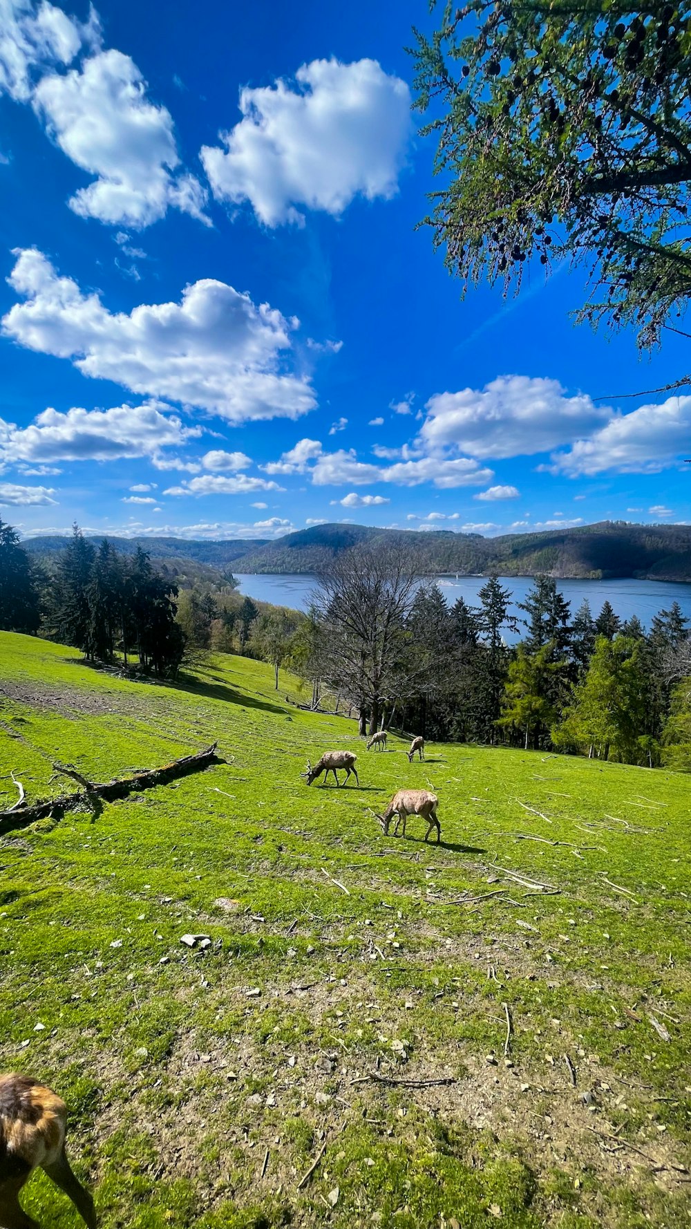 a herd of sheep grazing on a lush green hillside