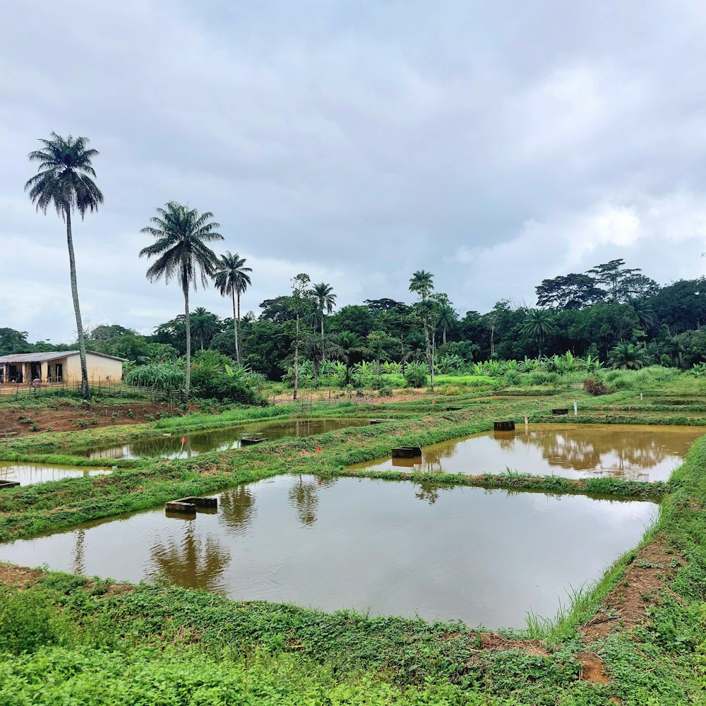 a pond surrounded by grass and palm trees