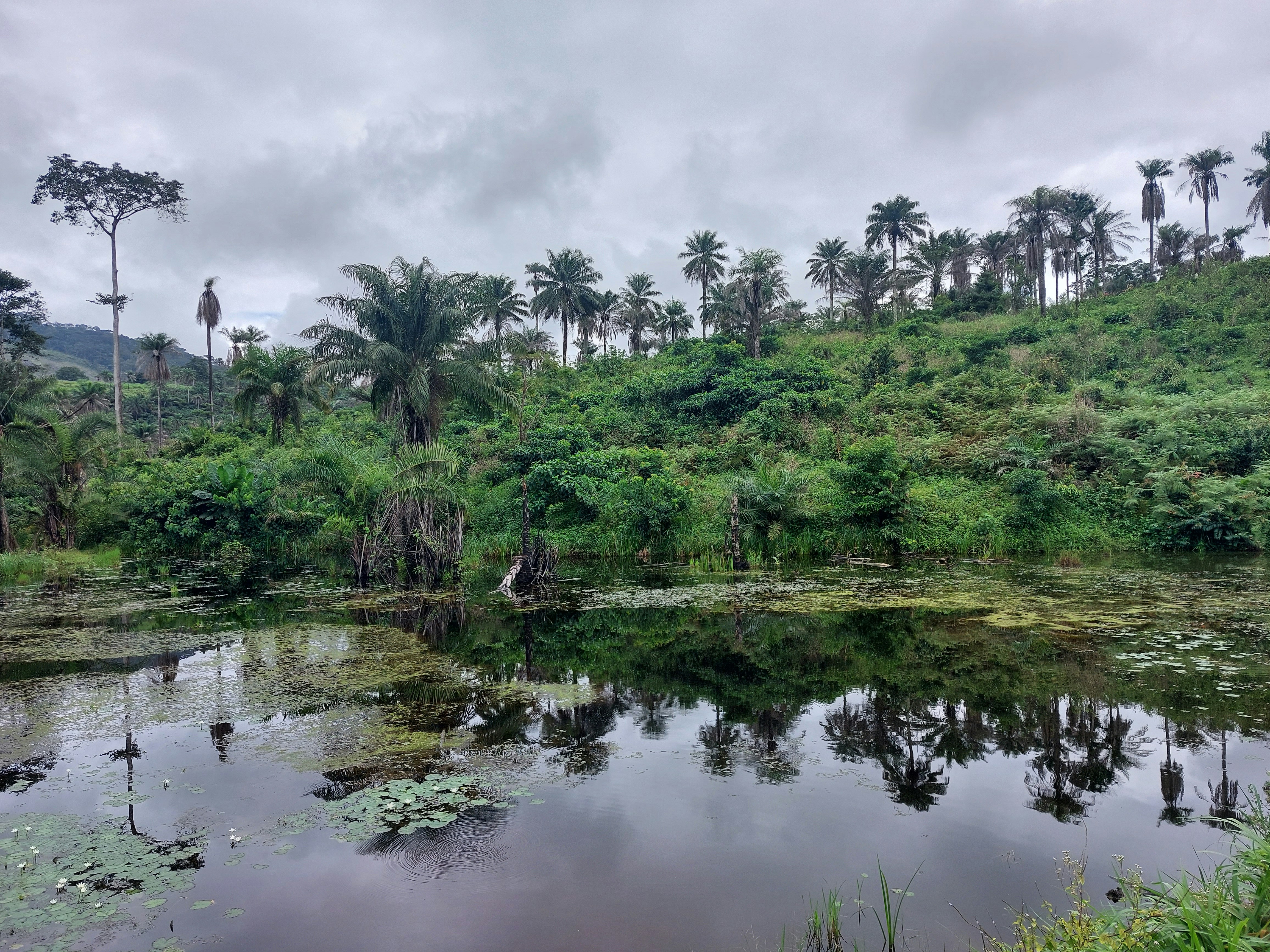 ein Teich, umgeben von Palmen und Seerosen