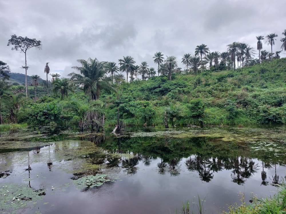a pond surrounded by palm trees and water lilies