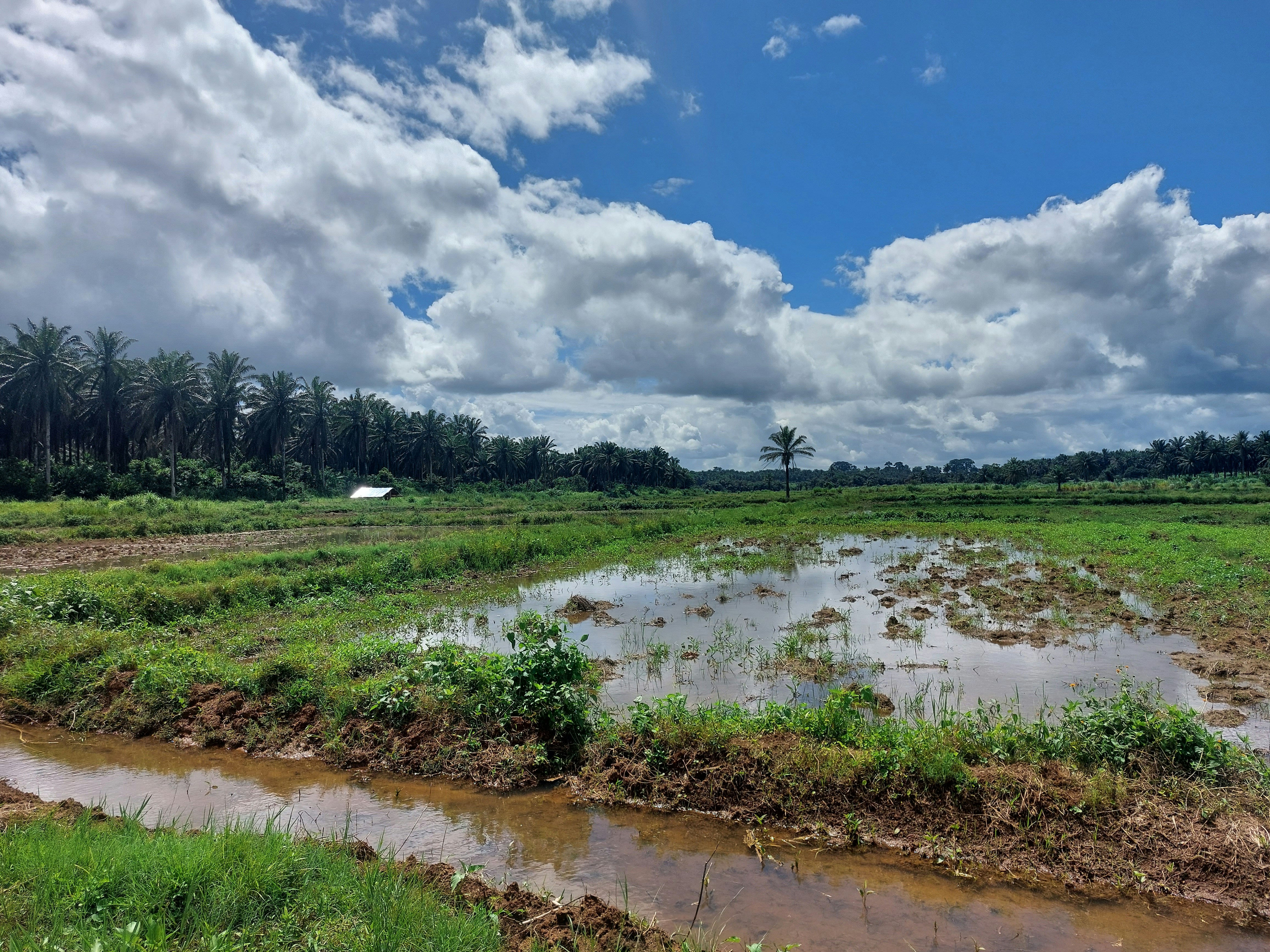 ein schlammiges Feld mit Bäumen im Hintergrund