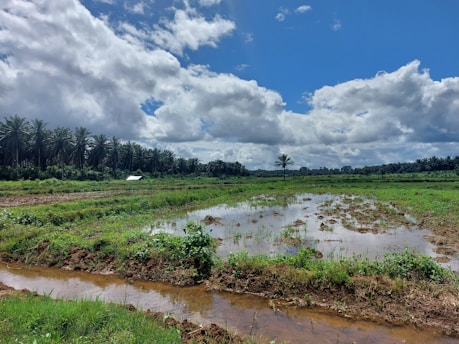 A vibrant farm scene showing fresh vegetables and livestock in a sunny field at Panga.