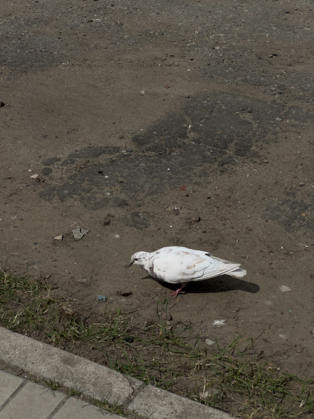 a white bird standing on top of a dirt field