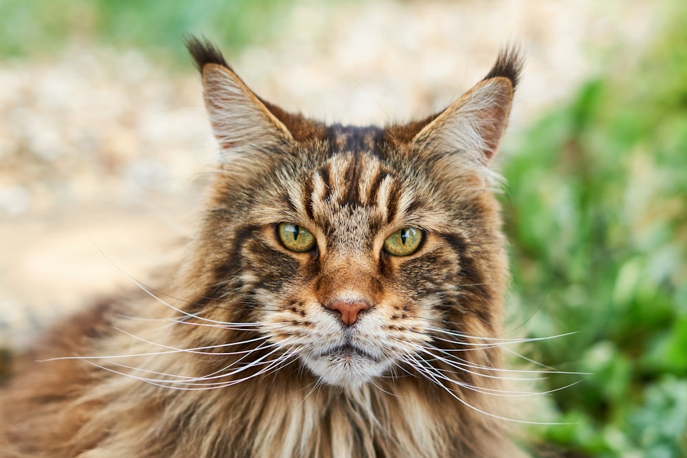 a close up of a cat with a blurry background