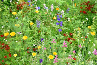 Students planting a vibrant flower garden with joyful smiles.