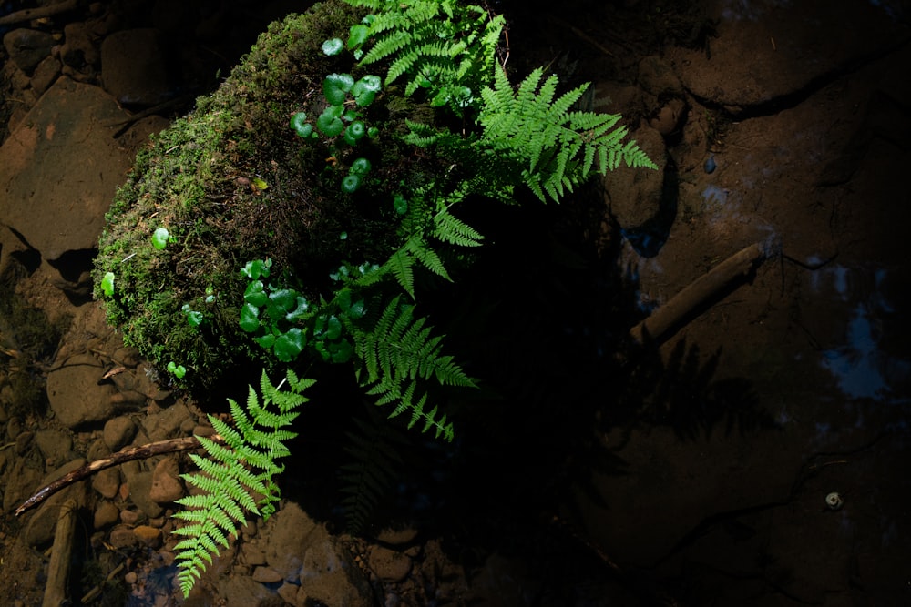 a green plant is growing on a rock