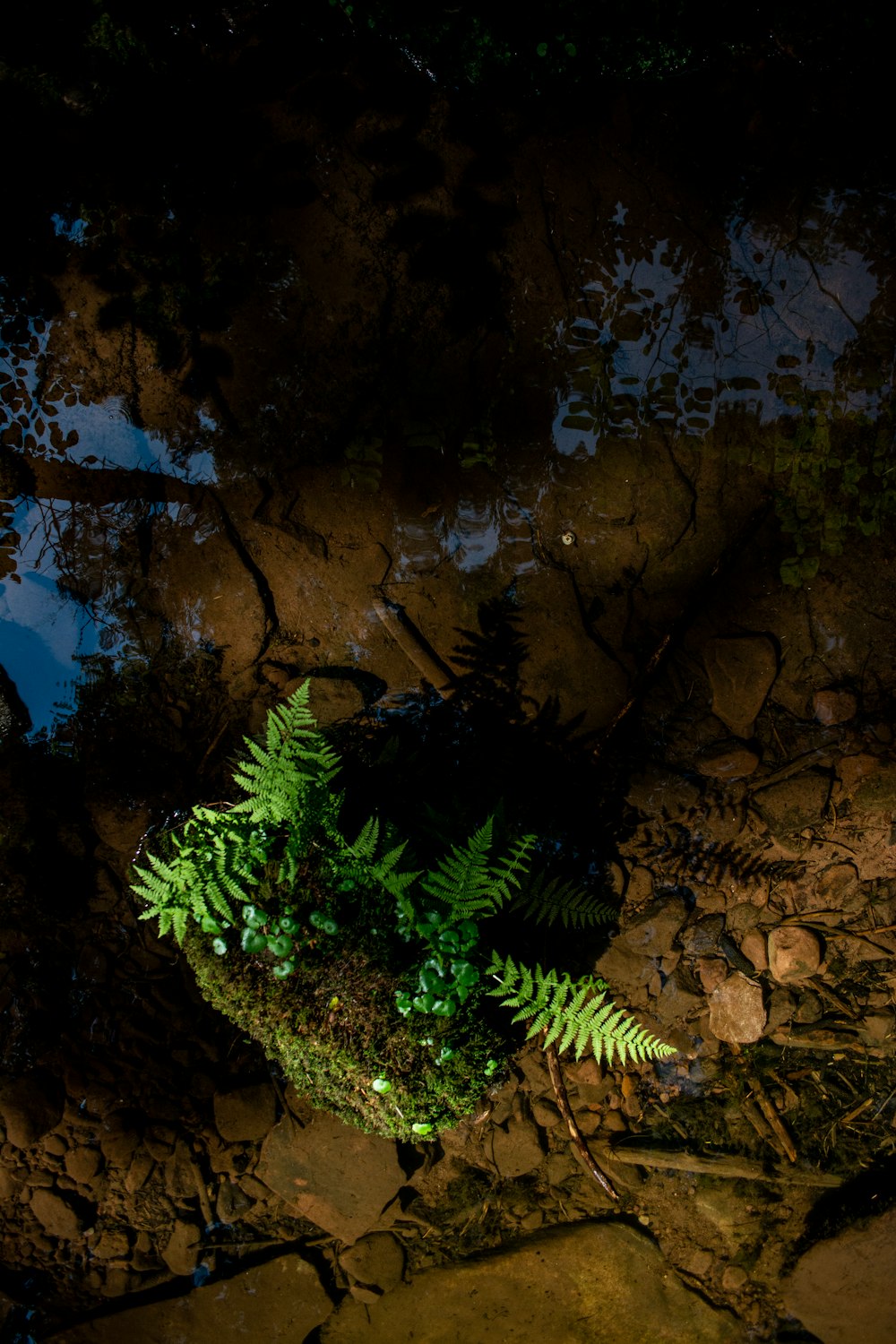 a green plant is growing on a rock