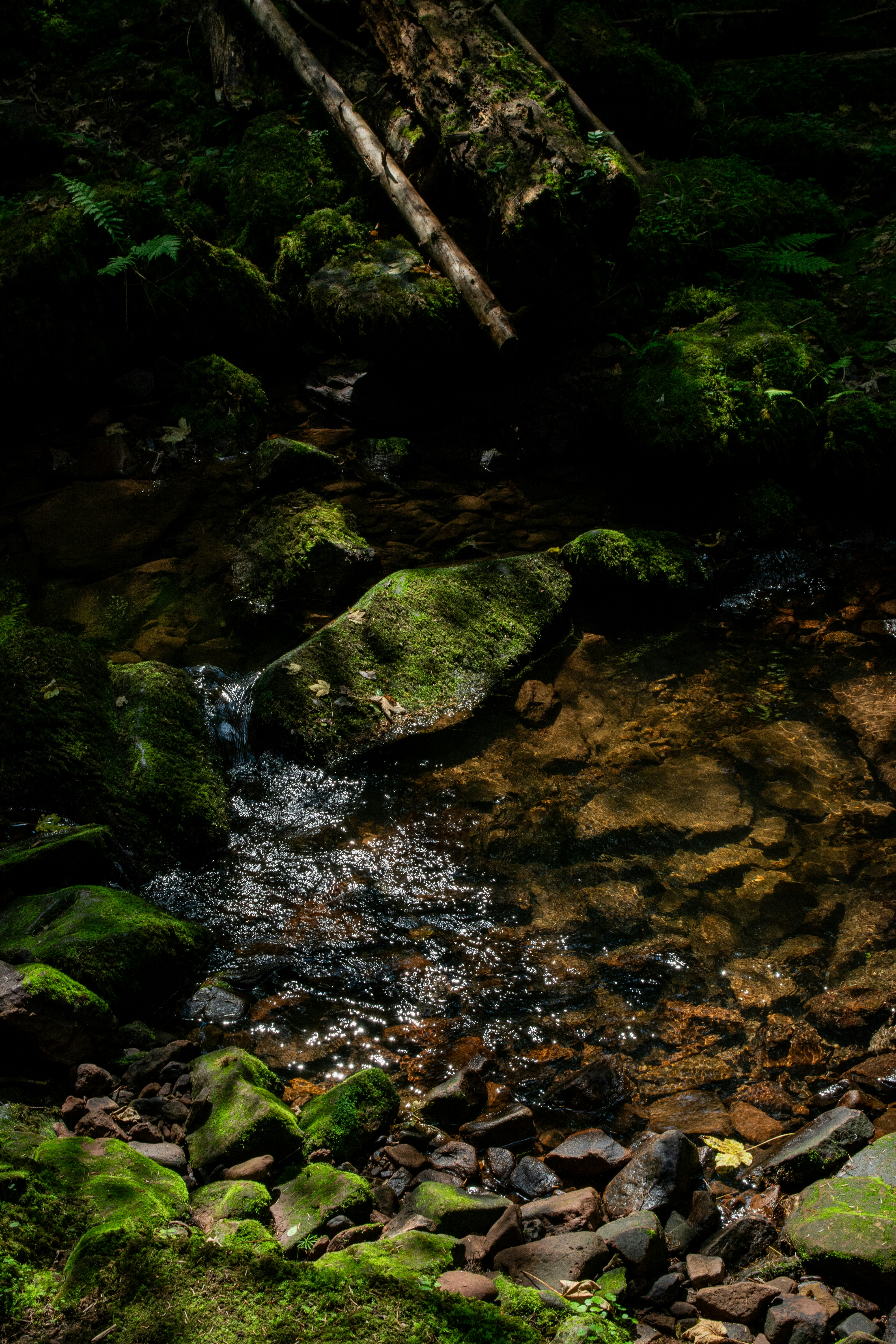 a stream running through a lush green forest