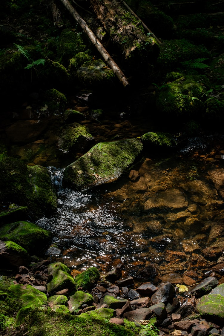 a stream running through a lush green forest