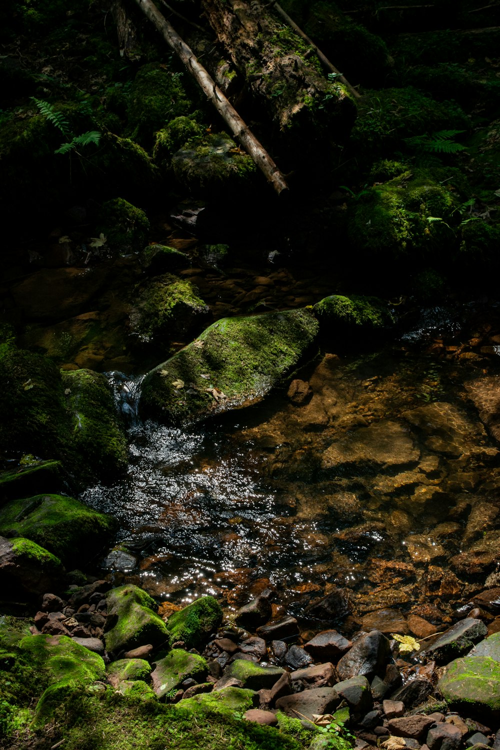 a stream running through a lush green forest