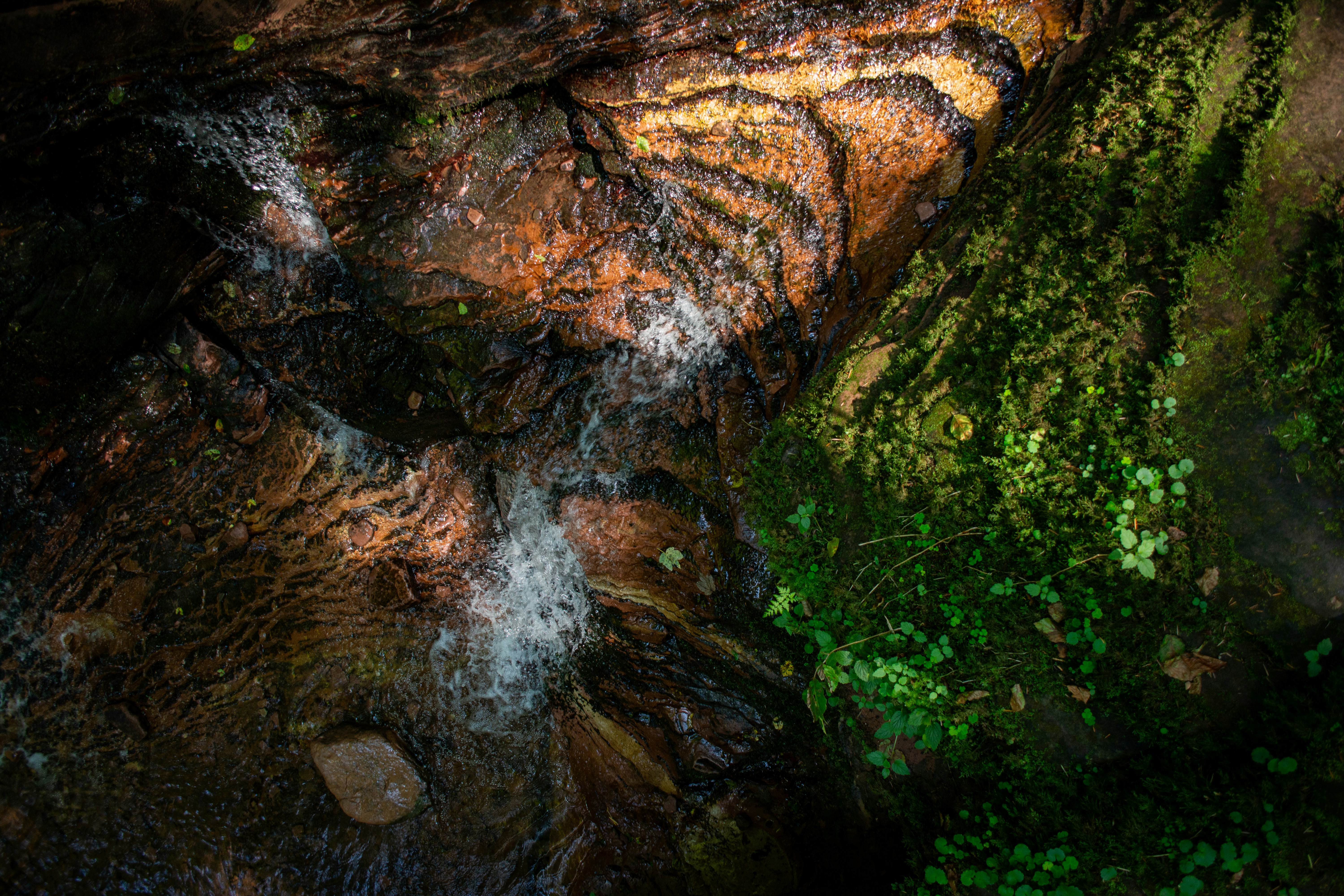 a stream running through a lush green forest
