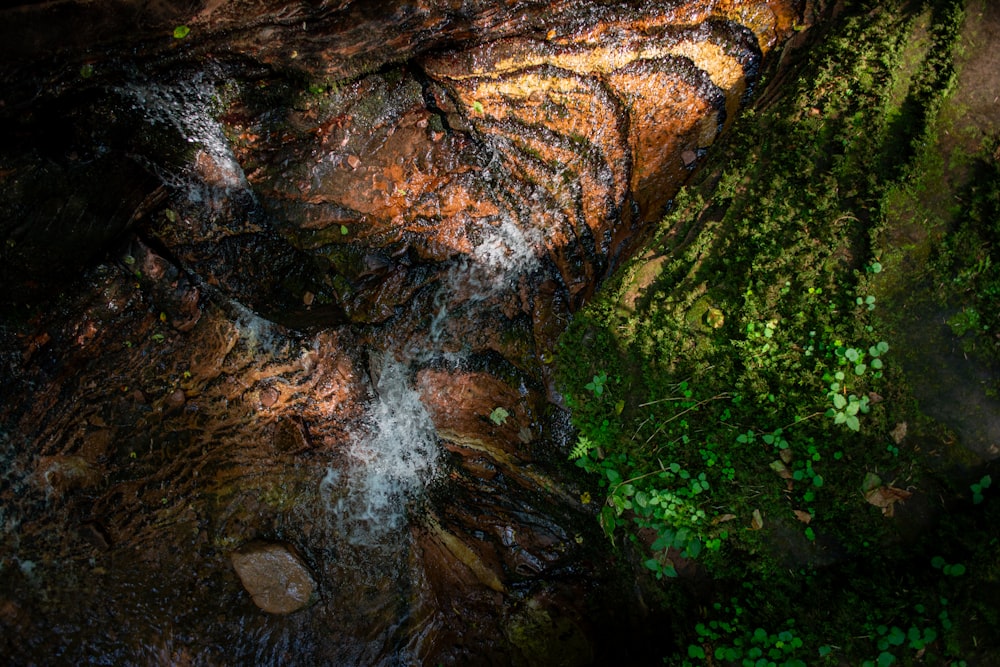 a stream running through a lush green forest