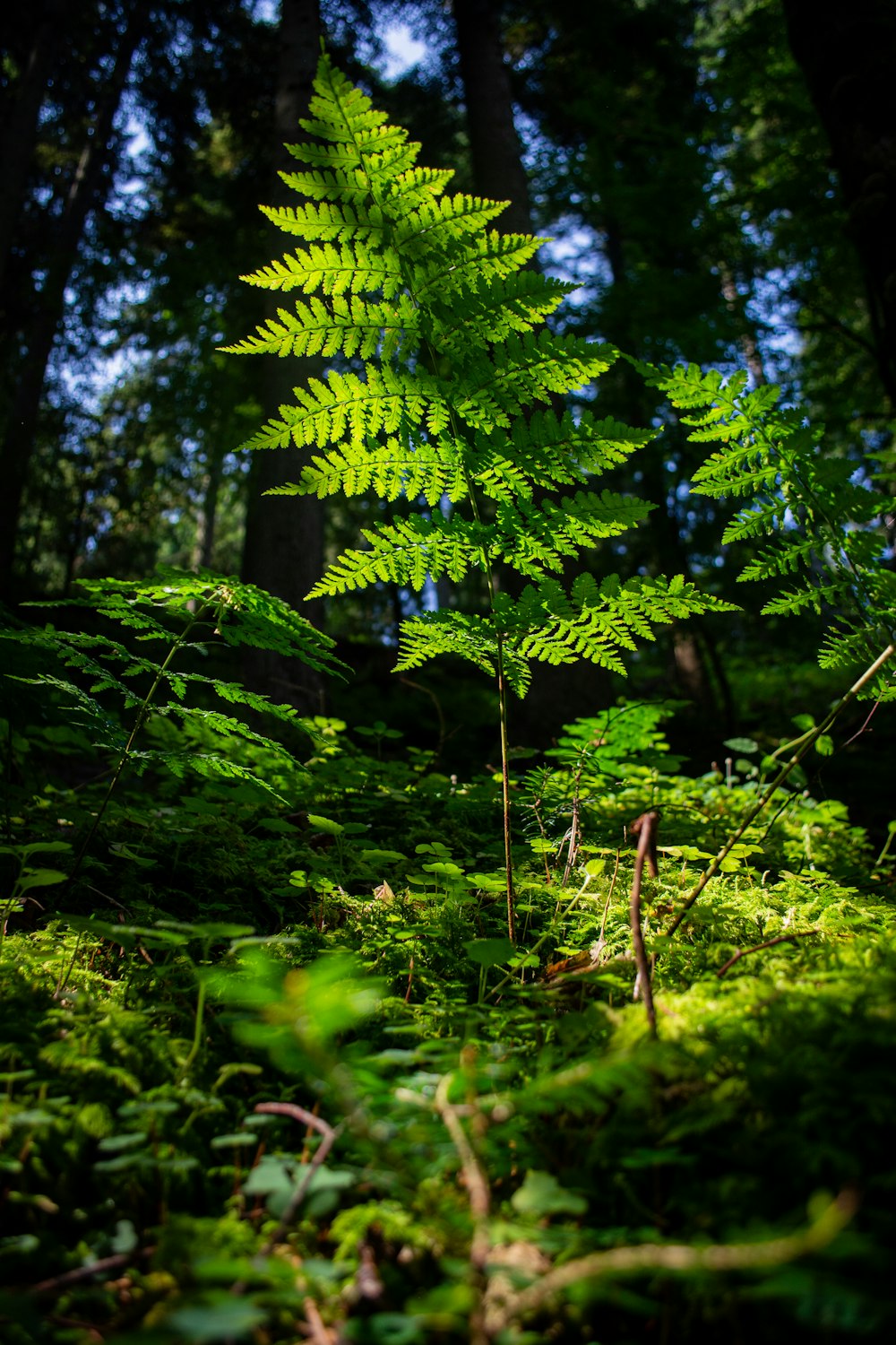 a green fern in the middle of a forest