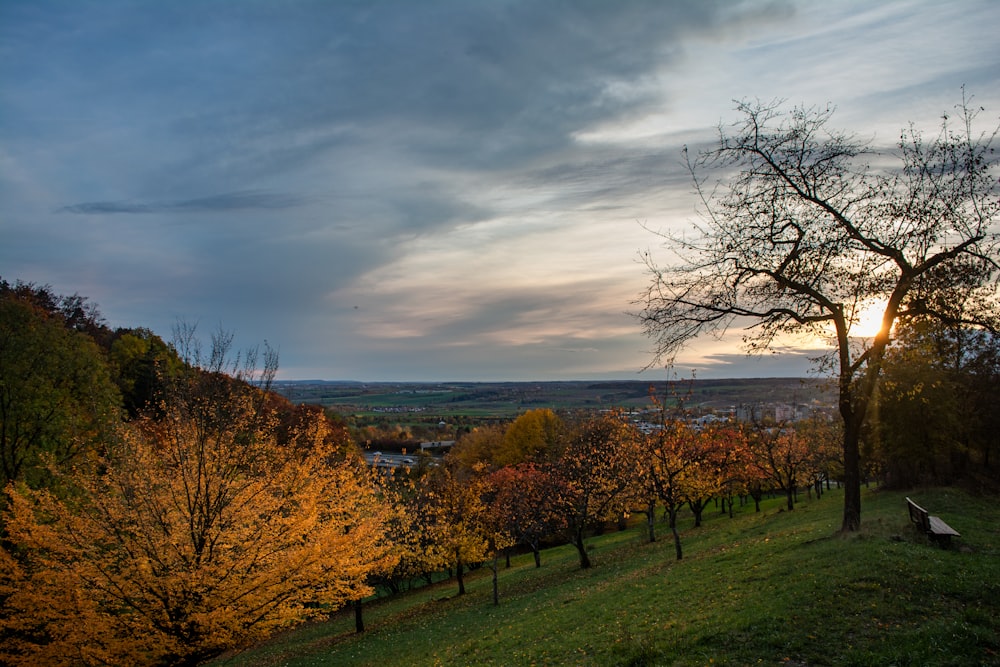 a bench sitting on top of a lush green hillside