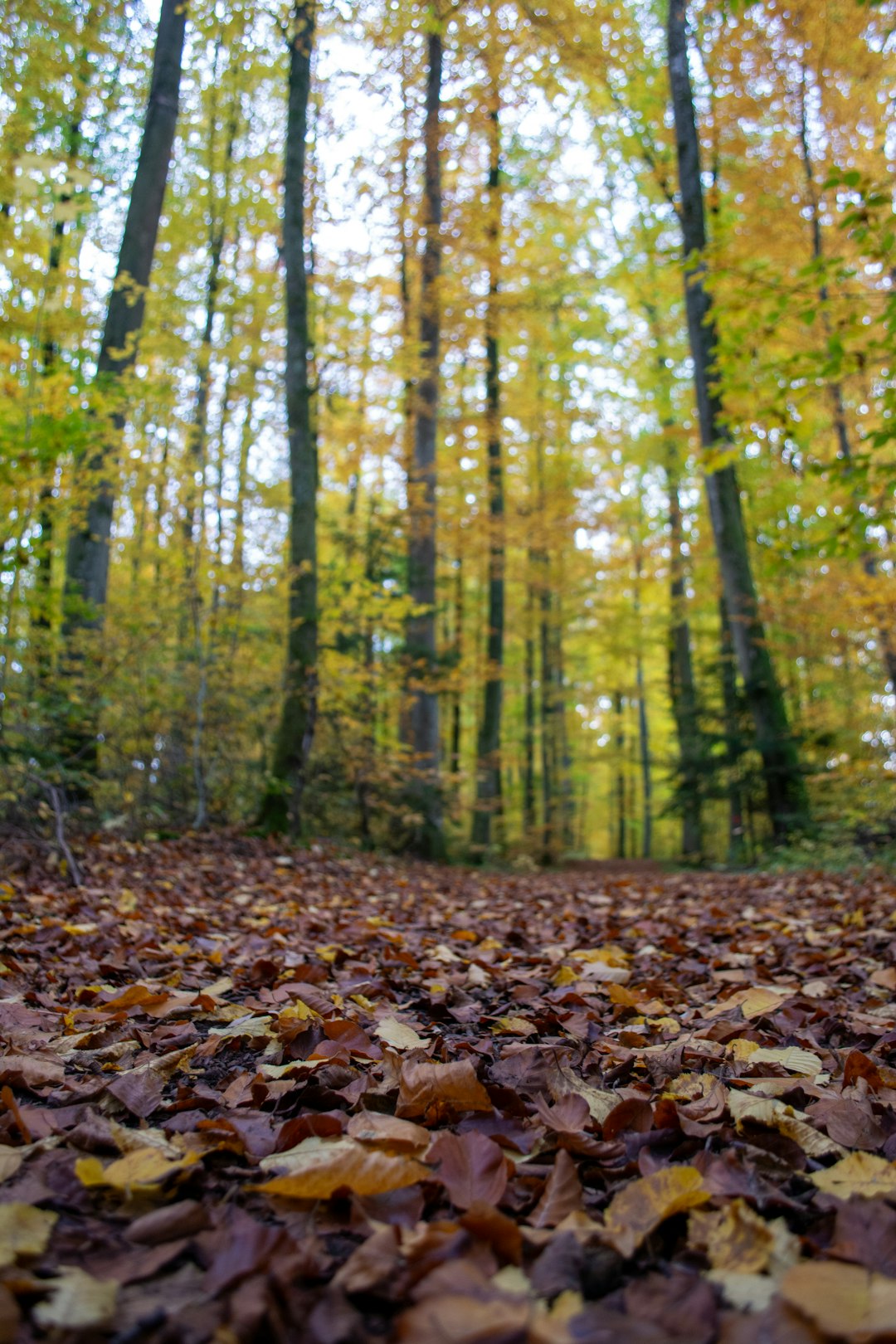 a forest filled with lots of leaf covered trees