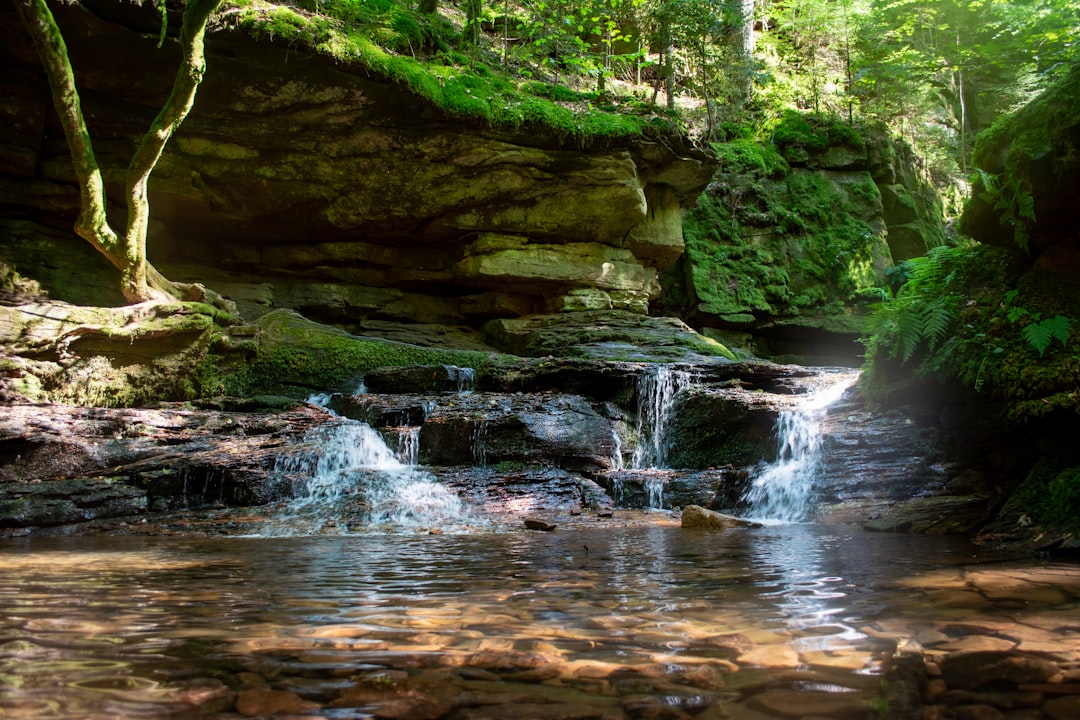 a stream running through a lush green forest