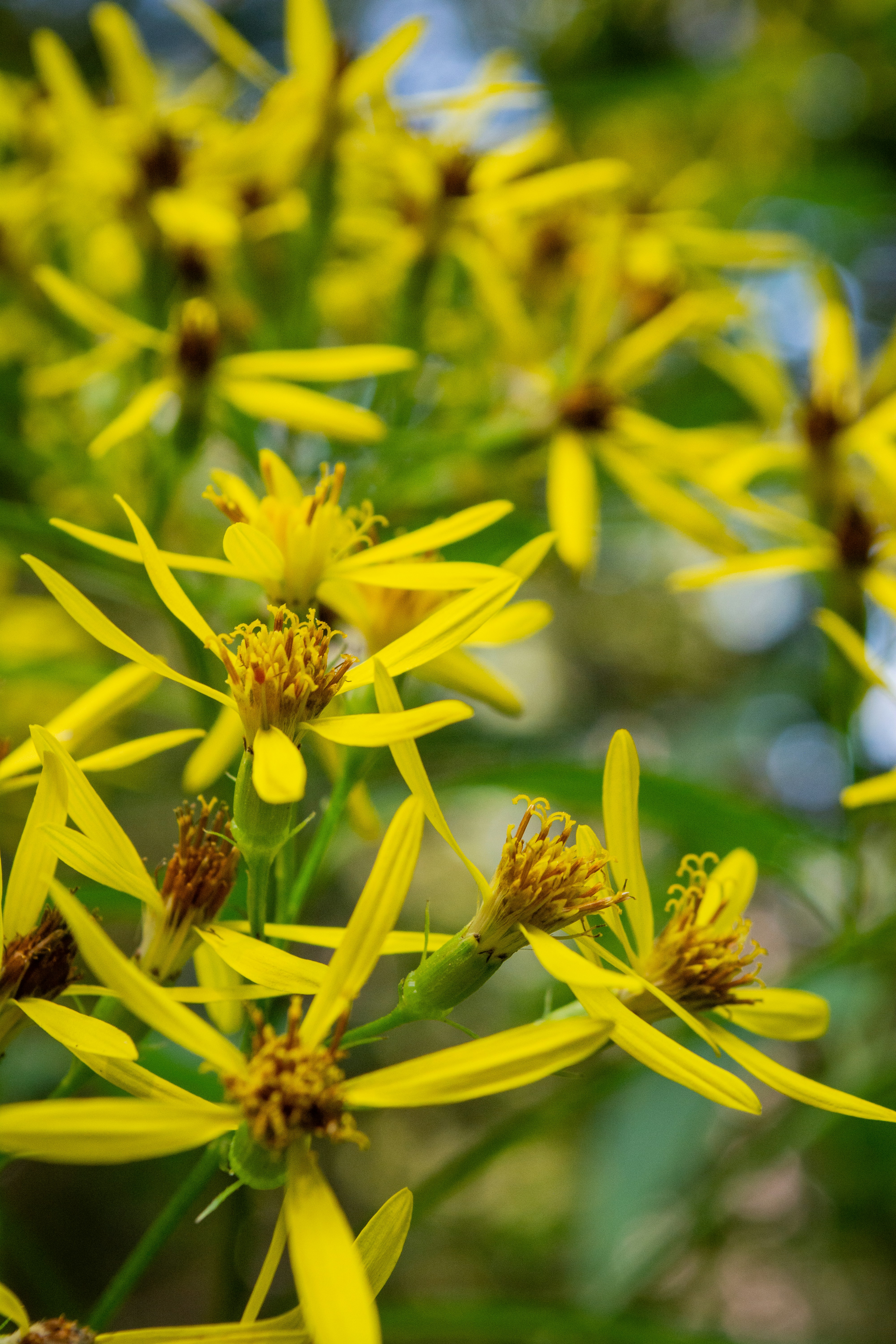 a close up of a bunch of yellow flowers