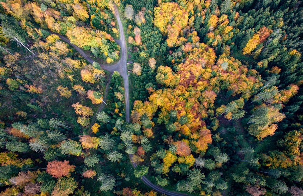 an aerial view of a road surrounded by trees