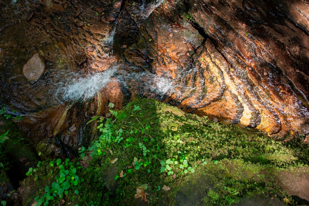 a close up of a tree trunk with moss growing on it