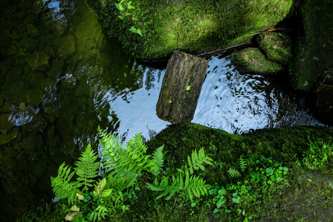 a wooden bench sitting on top of a lush green field