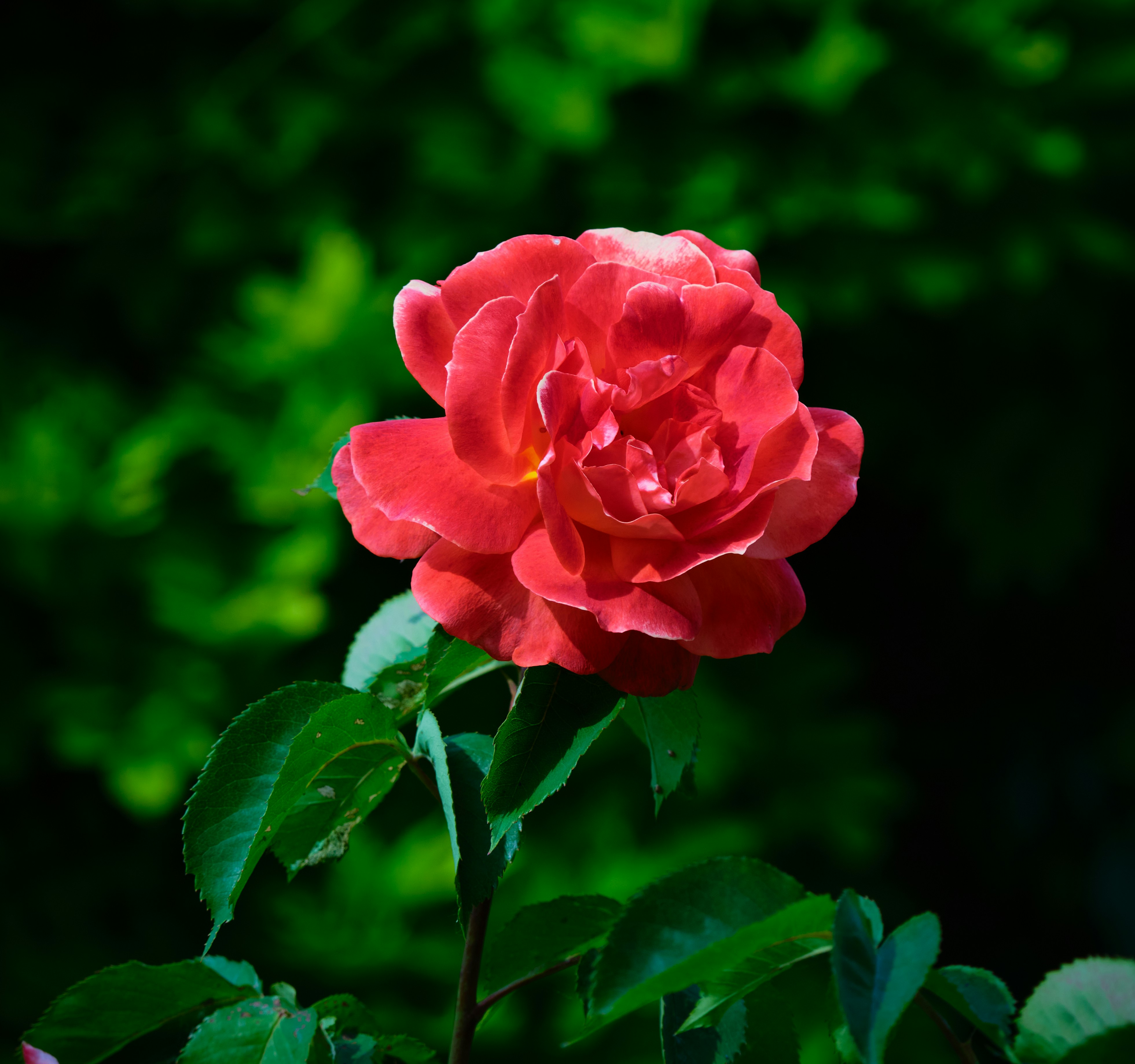 Photo by packetdiscards