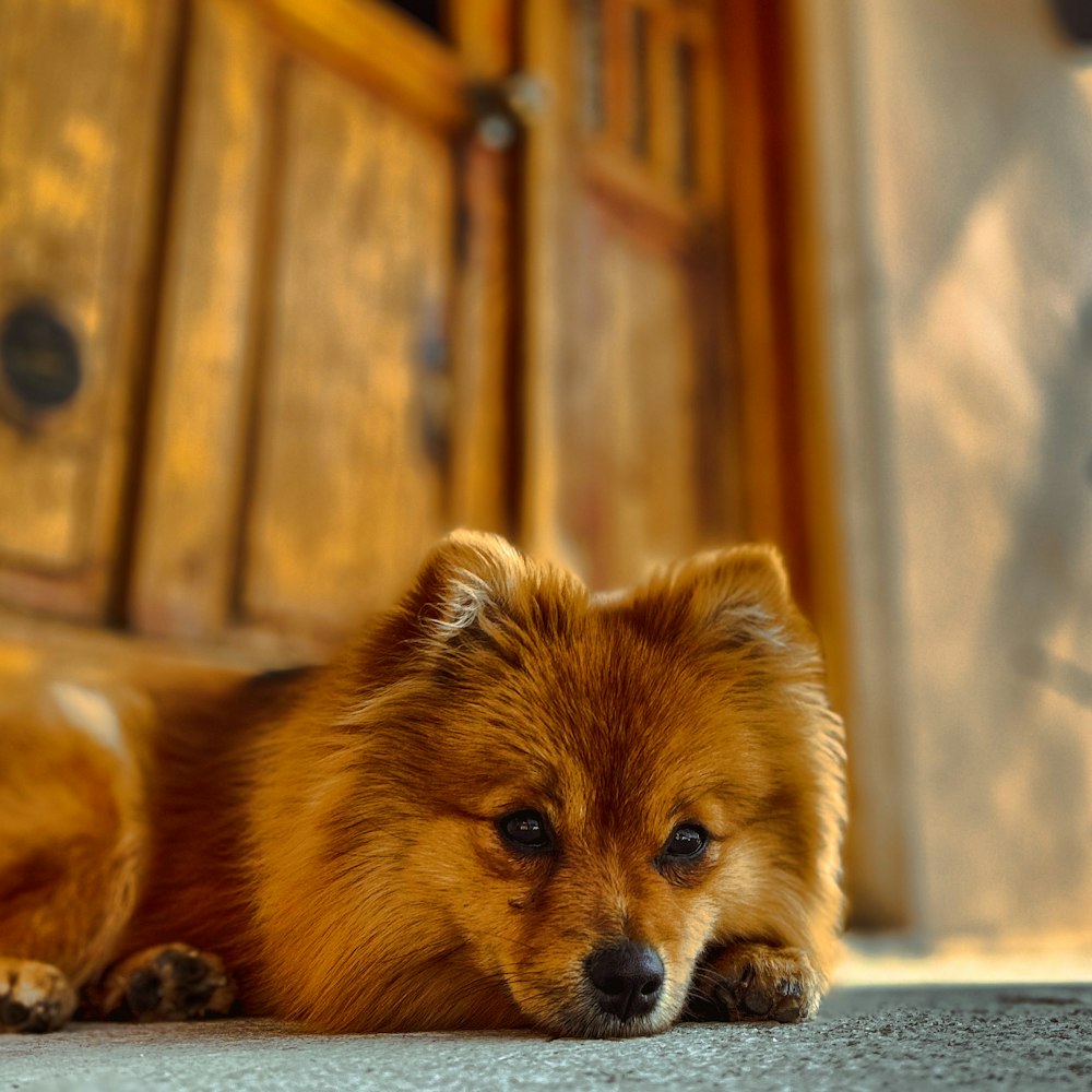 a small brown dog laying on top of a floor