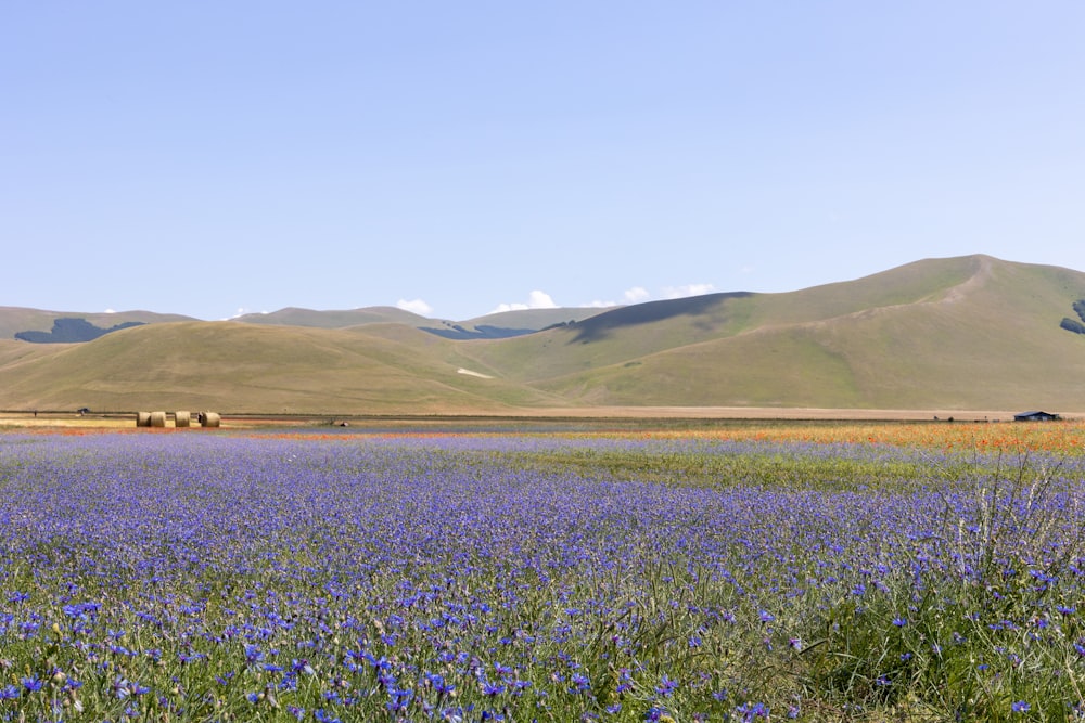 a field of blue flowers with mountains in the background