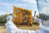 a beekeeper holding a frame full of bees