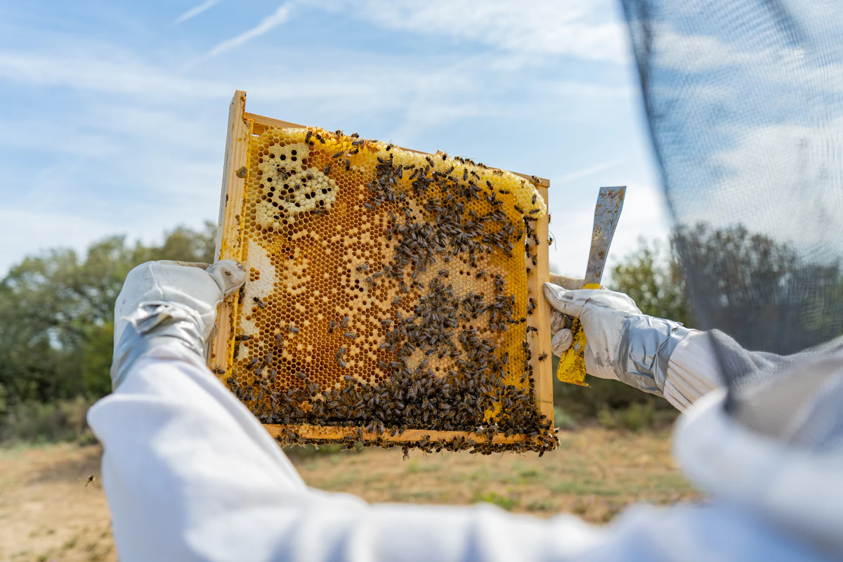 A beekeeper holds up a honeycomb frame covered in bees against the open sky.