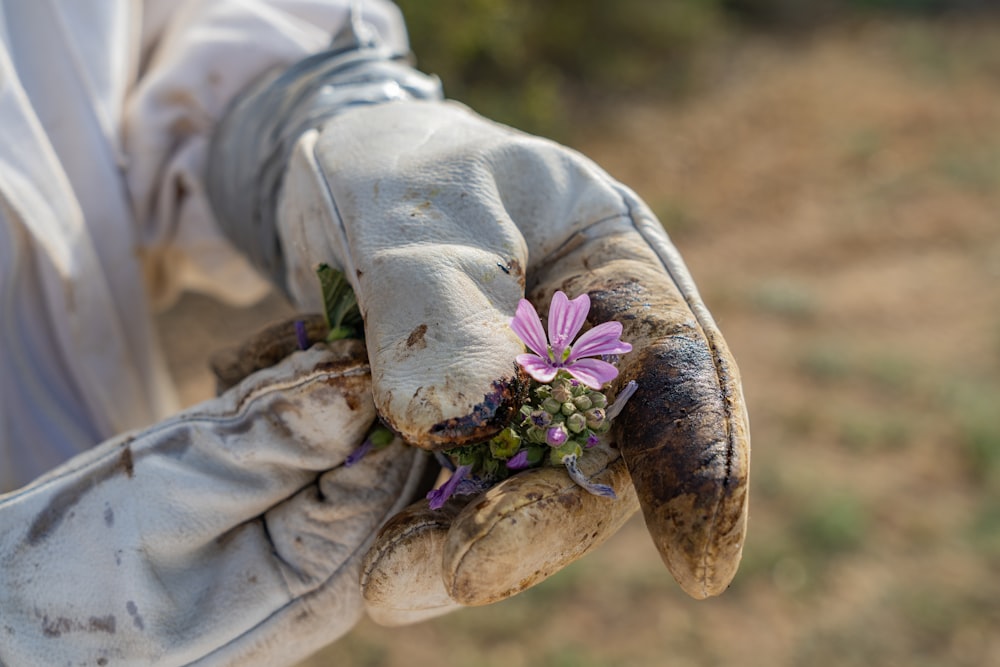 a gloved hand holding a purple flower