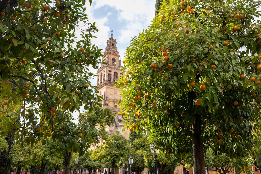 an orange tree in front of a tall clock tower