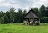 A group of horses is gathered under a wooden shelter on a grassy field with a backdrop of dense, lush green trees. The scene suggests a tranquil rural setting with overcast skies.