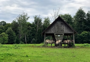 A group of horses is gathered under a wooden shelter on a grassy field with a backdrop of dense, lush green trees. The scene suggests a tranquil rural setting with overcast skies.