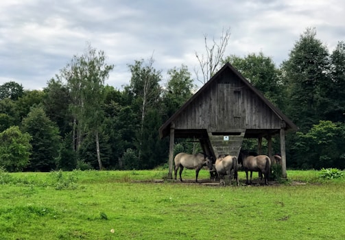 A group of horses is gathered under a wooden shelter on a grassy field with a backdrop of dense, lush green trees. The scene suggests a tranquil rural setting with overcast skies.